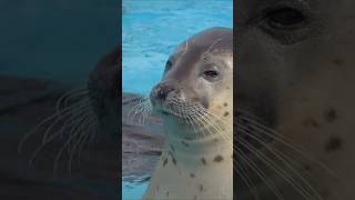 もるちゃん #アザラシ #あざらし #seal #室蘭水族館