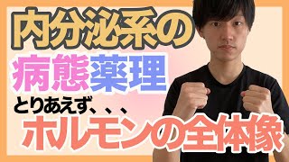 【内分泌系の病態薬理】ホルモンの全体像を解説！大枠を知ってこれから先を簡単に！