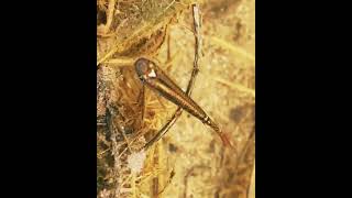 Aplocheilus Lineatus Killifish