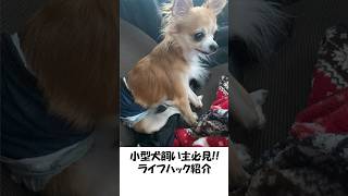 【小型犬飼い主必見！】ライフハック紹介#チワワ  #chihuahua  #shorts