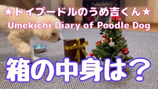 箱の中身は？ ★トイプードルのうめ吉くん(1524日目)★Umekichi Diary of Poodle Dog