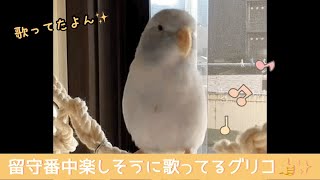 マメルリハのグリコ　留守番中楽しそうに歌ってるグリコ👍✨Parrotlet