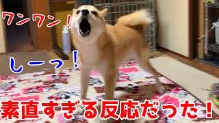 毛を逆立て吠える柴犬にしーっと言ってみたら… shiba inu