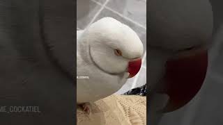 オネムな時でさえぬかりないおサイコさん #インコ #ワカケホンセイインコ #shorts