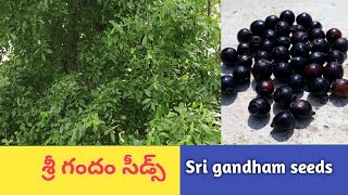 Sri gandham seeds