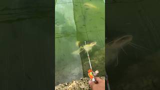 Redtail vs Micro Fishing Rod