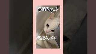 躲貓貓ep.4🐱白色毛日記 #42 #cat #喵星人 #貓 #ねこ #貓咪 #喵 #whitecat #pets #寵物 #白猫