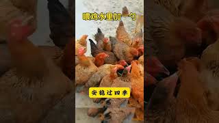 春天天气回暖，鸡鸭鹅还是不下蛋怎么办？养鸡高手教你一招 #散养土鸡生态养殖土鸡 #养鸡 #蛋鸡养殖