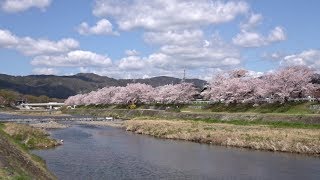 【京都散歩】賀茂川堤・半木の道・高野川堤　京都 桜  strolling Kyoto