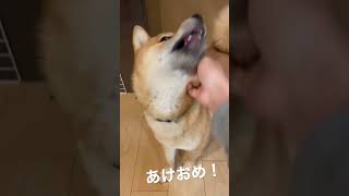 新年早々、飼い主からの鬼絡みを受ける柴犬