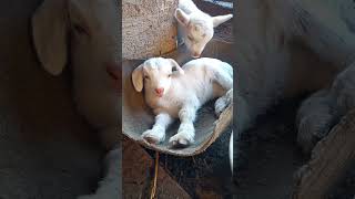 Baby goat cutest video 😍#viral #youtube #shorts #ytshorts #pets #animals