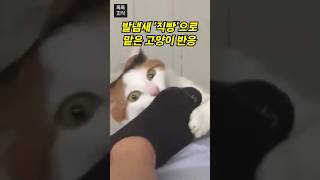 발냄새를 ‘직빵’으로 맡은 고양이 반응