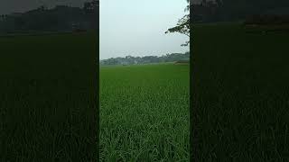 হায়রে আমার মন মাতানো দেশ!