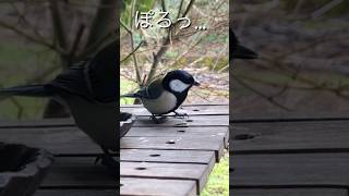 何かに絶望したシジュウカラさん　#シジュウカラ #四十雀 #野鳥 #野鳥観察 #birds #shorts