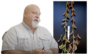 Green Stem Syndrome Explained: Causes, Impacts, and Solutions for Soybean Farmers