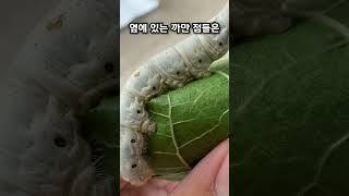 누에의 숨겨진 비밀!🤔