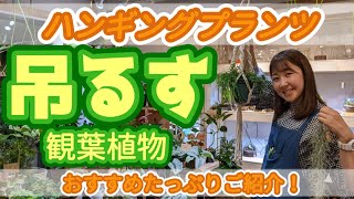 【吊るす観葉植物おすすめ紹介】ハンギングプランツ編《NOKO's》《ノコズ》