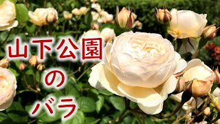 山下公園のバラ　2021年5月