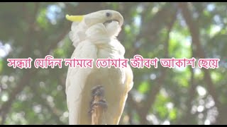 সন্ধ্যা যে দিন নামবে তোমার | Shonda Jedin Numbay Tumar | Bangla Gojol | Sujon Media