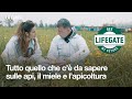 Api e apicoltura, il miele di Bee My Future