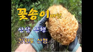 꽃송이버섯 산삼 산행 꽃송이버섯 산행 중 만난 4구 산삼