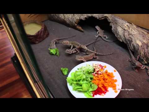 How To Get Baby Bearded Dragons To Eat Salad How To Get Baby Bearded Dragons To Eat Salad