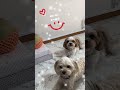 パパの大好きなメロン＃犬 dogs 犬のいる暮らし