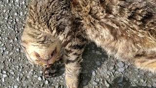 世界遺産：石見銀山周辺の銀山猫と触れ合う！⑪(World Heritage: Touching the Silver Mine Cats around Iwami Ginzan)