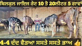 10 ਤੋ 20ਲੀਟਰ 5 ਗਾਵਾਂ ਬਿਲਕੁਲ ਜਾਇਜ ਰੇਟ। cows for sale/vadiya farm/15-1-25