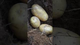 Survival SKILLS: Frying potatoes in a hole #Camping #Skills #Lifehacks #survival