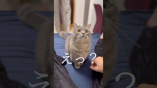 猫と一緒に遊ぼうとしたら...#shorts #猫 #マンチカン