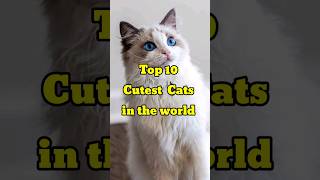 Top 10 Cutest cat breeds in the world