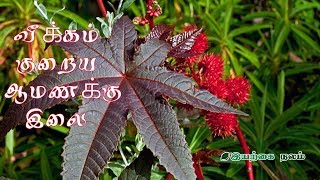 வீக்கம் குறைய ஆமணக்கு இலை  | Amanakku leaf uses in Tamil