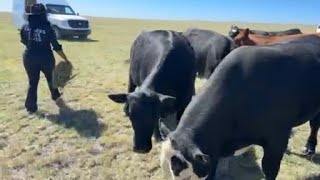 Two ranchers in El Paso County changed the way missing animals are handled in Colorado
