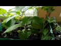 Что делать если рассада перцев зацвела what to do if seedling peppers bloomed