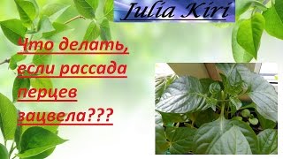 Что делать, если рассада перцев зацвела? What to do if seedling peppers bloomed?