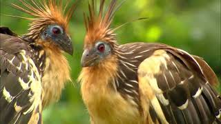 AMAZON'S MYSTERY BIRD | Up Close With The Hoatzin