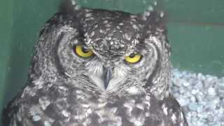 African Spotted Eagle Owl