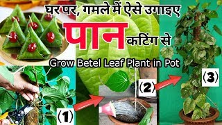 ऐसे उगाइए पान का पौधा कटिंग से अपने घर पर : Growing Betel leaf plant with Full updates