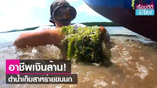 เก็บสาหร่ายขนนก อาชีพเงินล้านชาวตรัง   | เรื่องดีดีทั่วไทย | 22-12-66