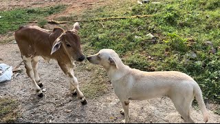 #cutedog #pets #labrador #calf and #mothercow #gomatha #friends