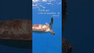 いっぱい太陽の光を浴びてるアオウミガメ♪ #underwater #greenseaturtle #shorts