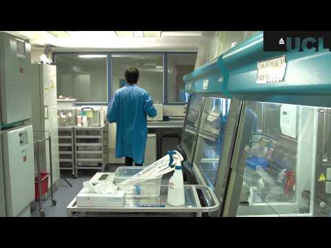 How recombinant proteins are produced in mammalian cells?