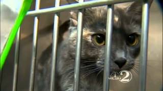 Brevard animal shelter holds Black Friday adoption sale