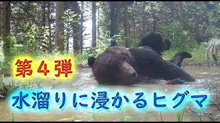 水溜りに浸かるヒグマ　第4弾　クールダウン　ヒグマ　プール　Brown Bear Trail camera　Hunting camera　北海道ヒグマチャンネル　ヒグマ　羆