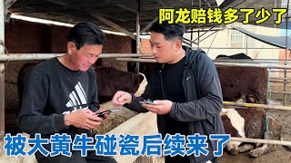 【下】被大黄牛碰瓷后续来了！最终阿龙还是赔钱了，大家看看给怎么多合理吗！【阿龙游四方】