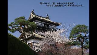 感激を求めて　丸岡城- 霞ヶ城 -の桜　4月10日　福井県坂井市