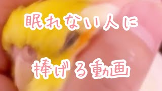 【面白いインコ動画】眠れない人に捧げる動画