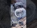 white mustached monkey funny funnyshorts cute viralshort viralvideo animals animal monkey