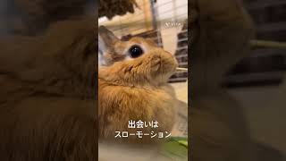 【スローで撮ってみた】#rabbit #うさぎ #bunny #うさぎ #ネザーランドドワーフ #かわいい #スローモーション#うさぎとの生活 #うさぎのいる暮らし #むに #muni日和